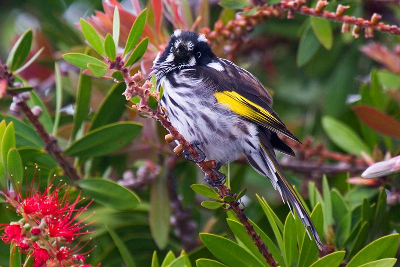 _MG_7223mw.jpg - New Holland Honeyeater (Phylidonyris novaeholladiae) - Albany, WA