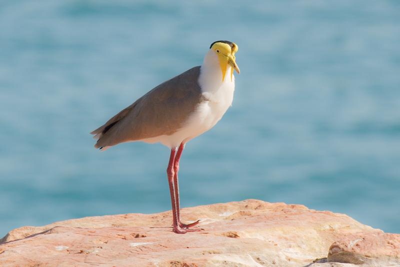 FF399mw.jpg - Masked Lapwing (Vanellus miles) - Nightcliff, Darwin