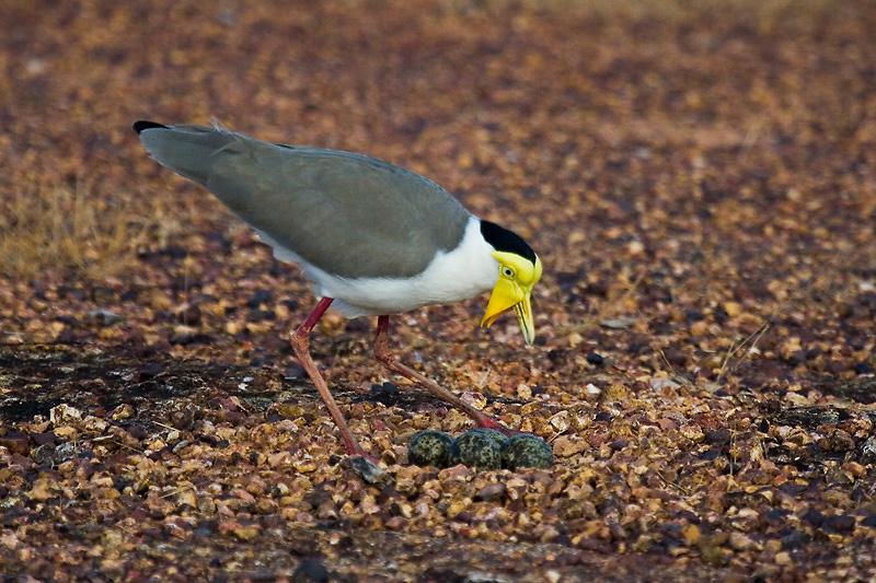 IMG_4571mw.jpg - Masked Lapwing (Vanellus miles) - Casuarina Coastal Reserve, Darwin