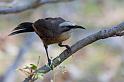IMG_4038mw