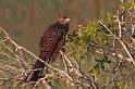_MG_1056mp
