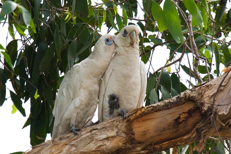 FF383mw.jpg - Little Corella (Cacatua sanguinea) - East Alligator River, Kakadu National Park, N.T.