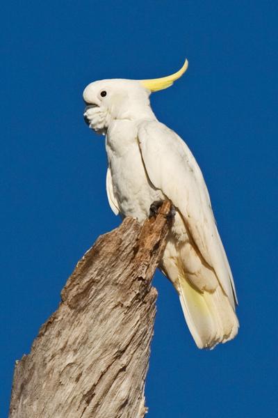 FF408mw.jpg - Sulphur-Creasted Cockatoo (Cacatua galerita) - Corroboree Billabong, Mary River, N.T.