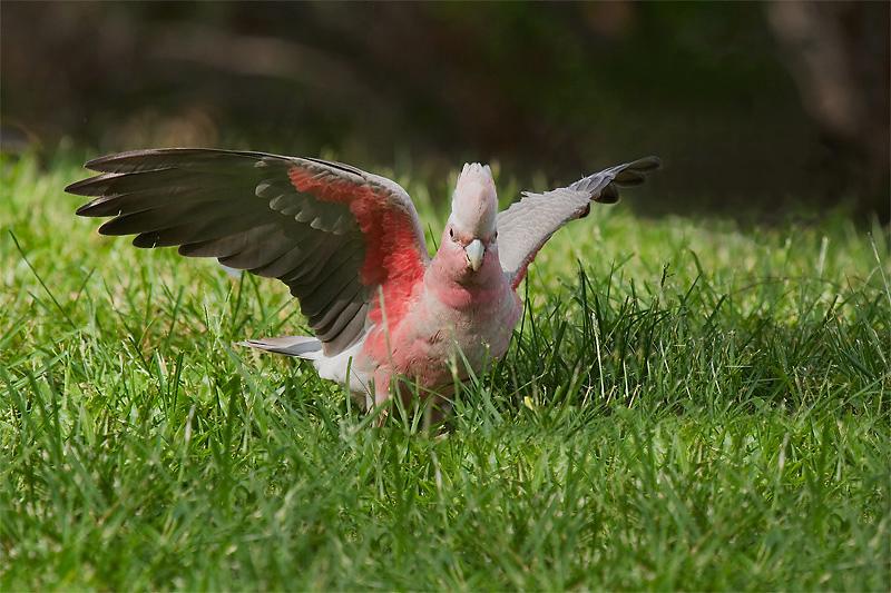 IMG_6269mw.jpg - Galah (Eolophus roseicapillus) - Nightcliff Jetty, Darwin, NT