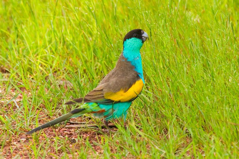 _MG_7427mw.jpg - Hooded Parrot (Psephotus dissimilis)  - Pine Creek Sewerage Ponds, Pine Creek, NT