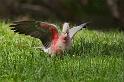 IMG_6269mw