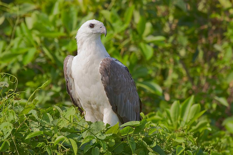 20111002-_mg_4731mw.jpg - White Breasted Sea Eagle (Haliaeetus leucogaster) - Corroboree Billabong, NT