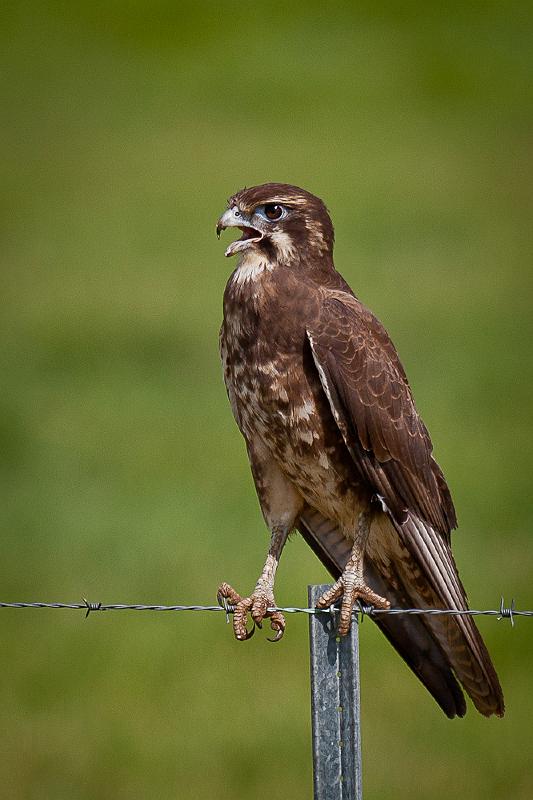 20120218-_MG_7021.jpg - Brown Falcon (Falco berigora) - ANZAC Parade, Humpty Doo, NT