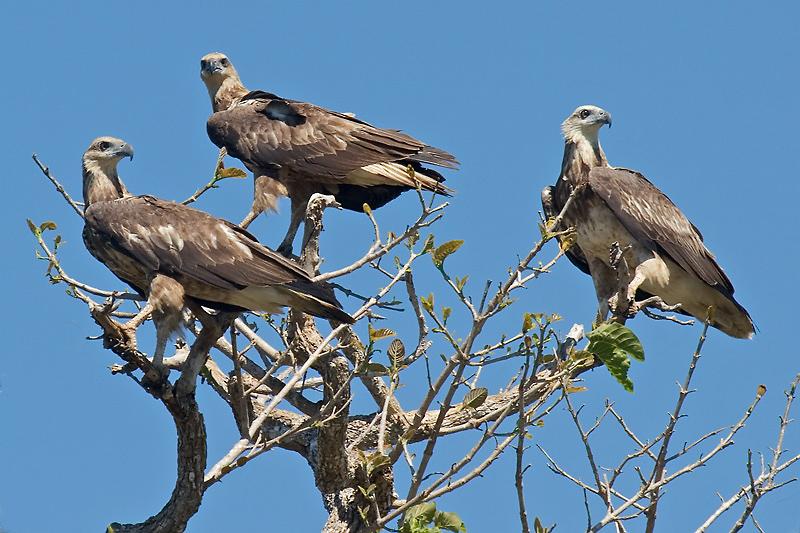 FF415m2w.jpg - White Breasted Sea Eagle Juvenile (Haliaeetus leucogaster) - Corrorboree Billabong, Mary River.