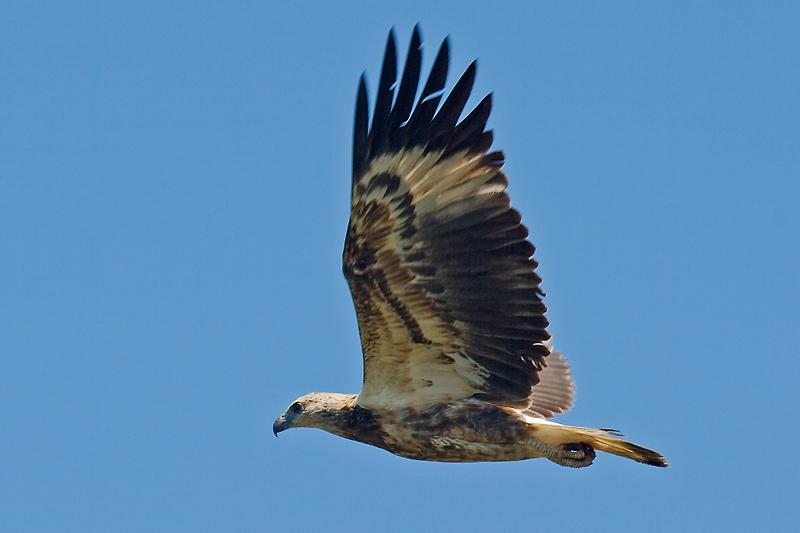 FF416mw.jpg - White Breasted Sea Eagle juvenile (Haliaeetus leucogaster) - Corrorboree Billabong, Mary River.