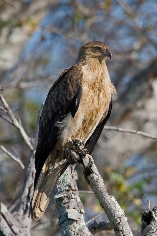 IMG_4137mw.jpg - Whistling Kite (Haliastur sphenurus) - Corrorboree Billabong, Mary River.