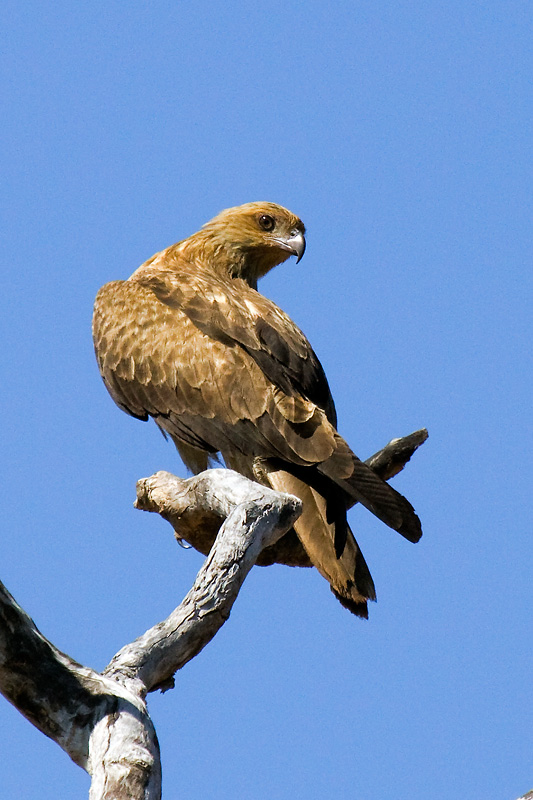 _MG_0087mw.jpg - Whistling Kite (Haliastur sphenurus) - Marrakai, NT