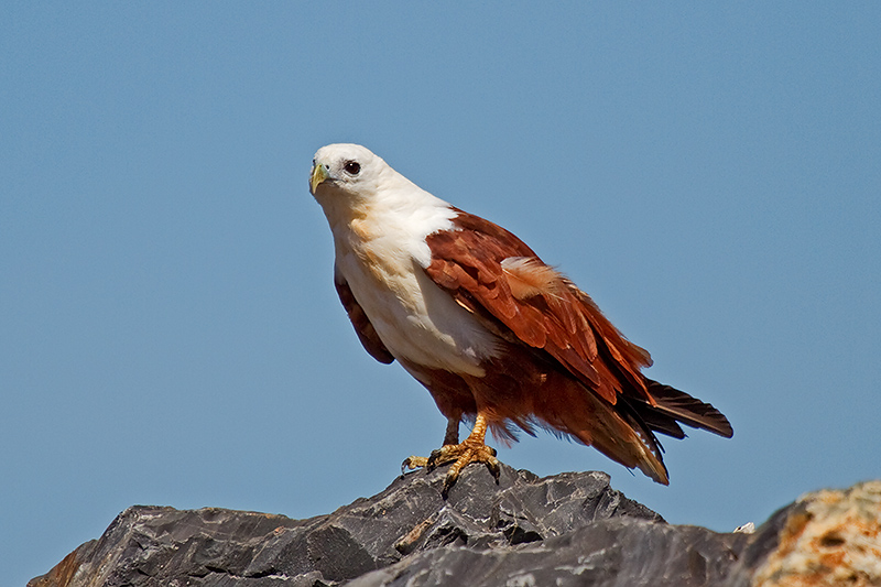_MG_0368mw.jpg - Brahminy Kite (Haliastur indus) - Dundee Beach, NT