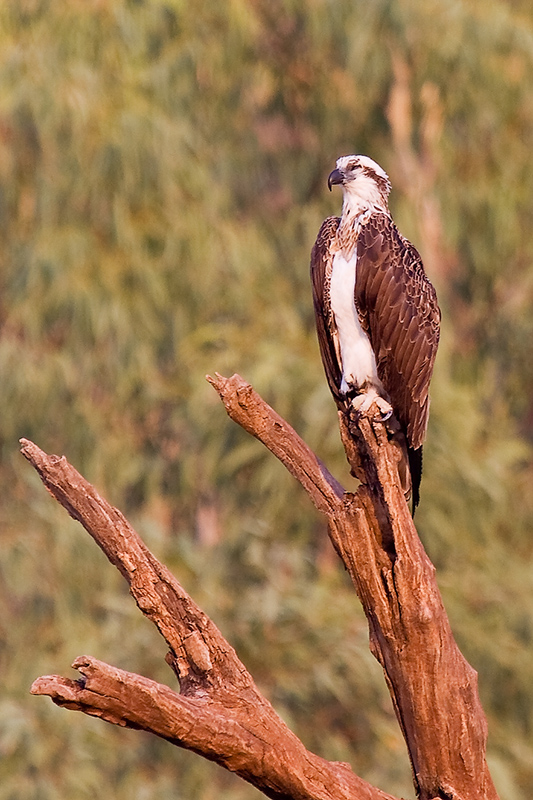 _MG_3391mw.jpg - Sleeping Osprey (Pandion haliaetus) - Victoria River, NT