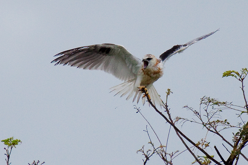 _MG_5588mw.jpg - Black-shouldered Kite (Elanus axillaris) - Arnhem Hwy, Adelaide River, NT