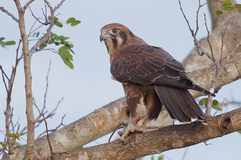 _MG_5975mw.jpg - Brown Falcon (Falco berigora) - ANZAC Parade, Humpty Doo, NT