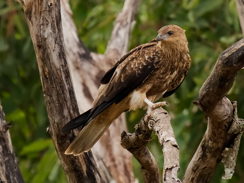 _MG_8733mw.jpg - Whistling Kite (Haliastur sphenurus) - Middle Point, NT