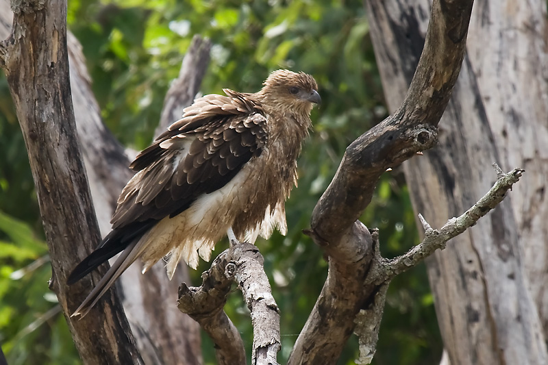 _MG_8762mw.jpg - Whistling Kite (Haliastur sphenurus) - Middle Point, NT