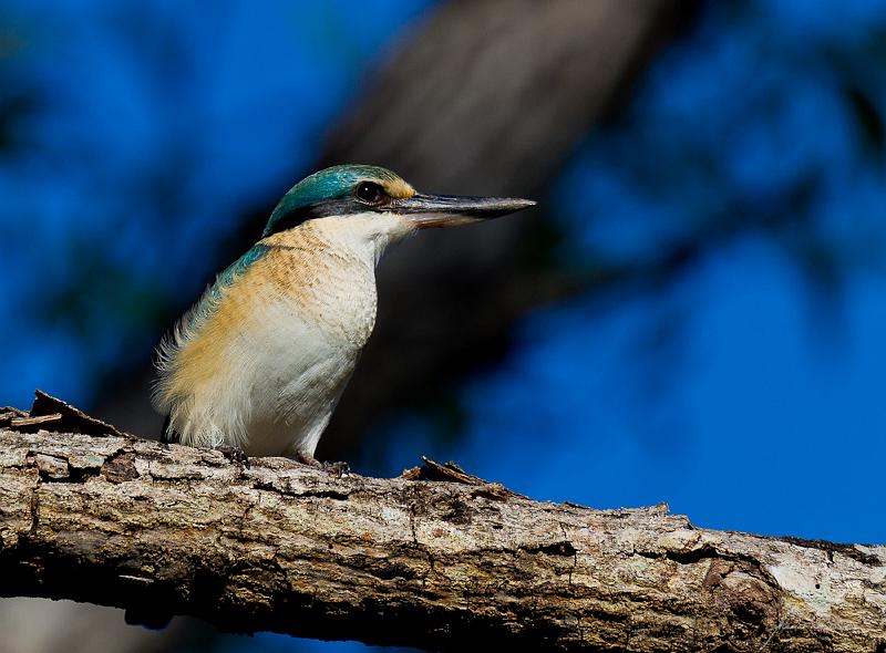 20120505-_MG_5952.jpg - Sacred Kingfisher (Todiramphus sanctus) - Deck Chair Cinema, Darwn, NT