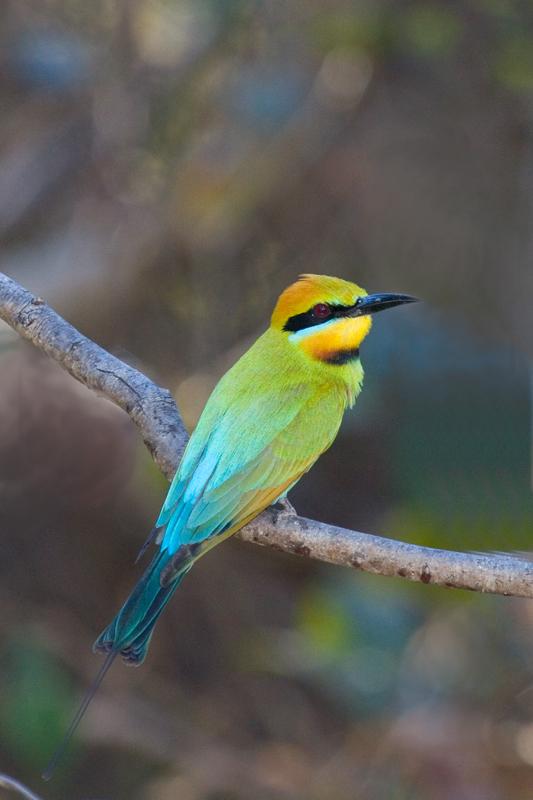 IMG_3645mw.jpg - Rainbow Bee Eater (Merops ornatus) - Finnis River, Batchelor, NT.