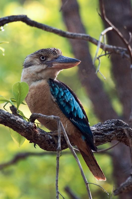 IMG_4767mw.jpg - Blue Winged Kookaburra (Dacelo leachii) - Humpty Doo, Darwin