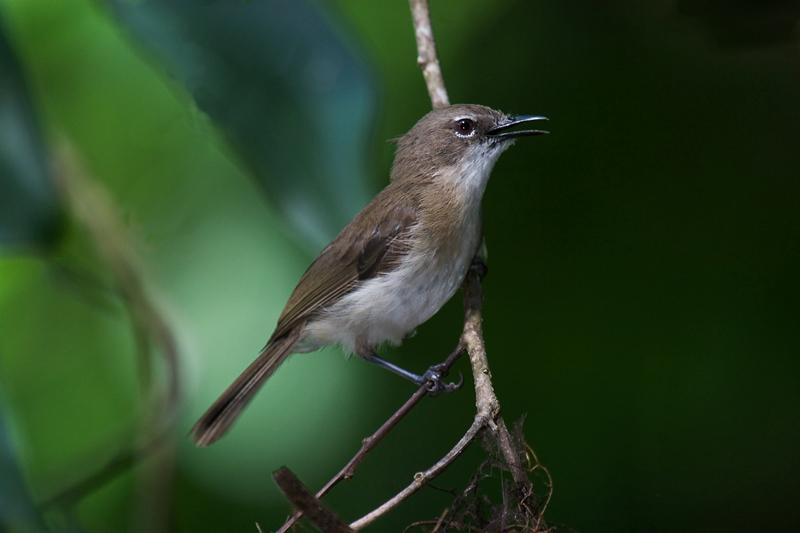 IMG_5769mw.jpg - Large-Billed Gerygone (Gerygone magnirostris) - Howard Springs Nature Park, NT