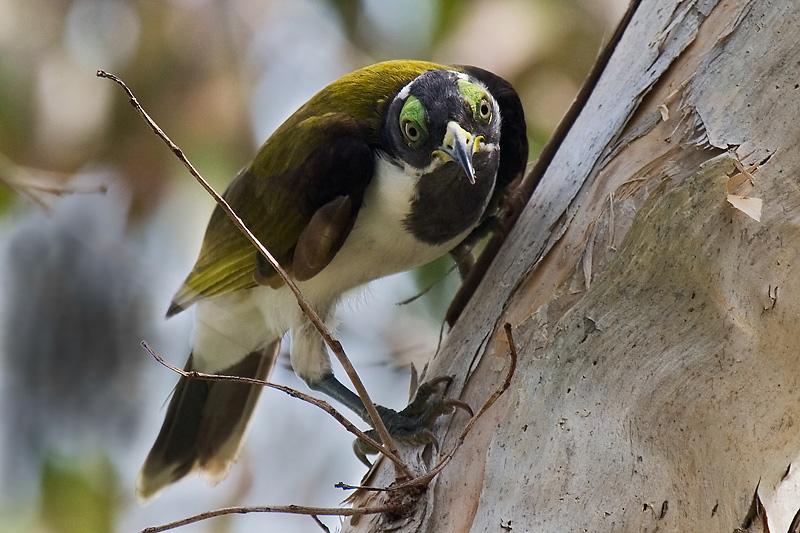 IMG_6303mw.jpg - Blue-Faced Honeyeater (Entomyzon cyanotis) Juvenille - Rapid Creek, Darwin
