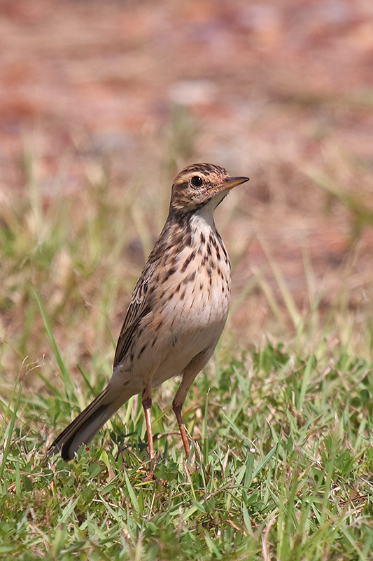 _MG_5517mw.jpg - Richards Pipit (Anthus novaeseelandiae) - Railway Station, East Arm, Darwin, NT