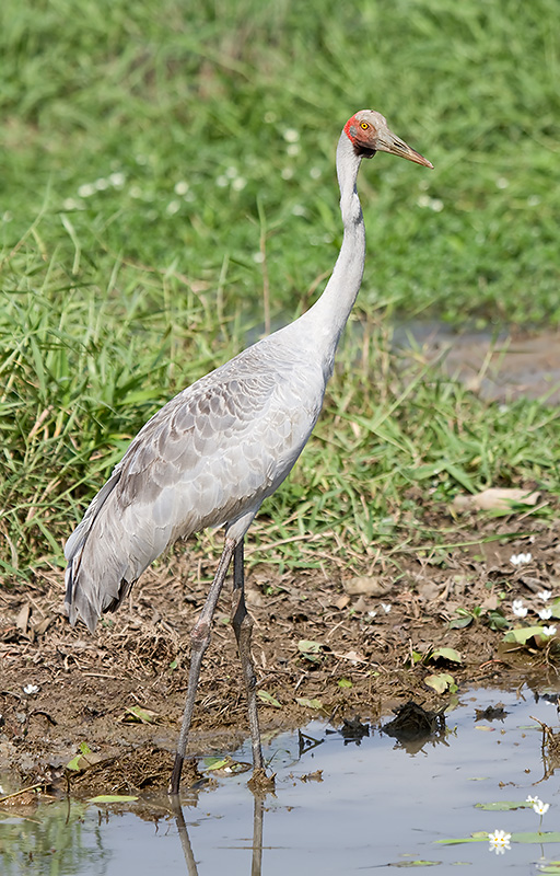 20111002-_mg_4763mw.jpg - Brolga - (Grus rubicunda) - Corroboree Billabong, NT
