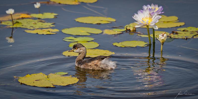 20120624-_MG_8919.jpg - Australasian Grebe - (Tachybaptus novaehollandae) - Mamakula Wetlands, Kakadu National Park