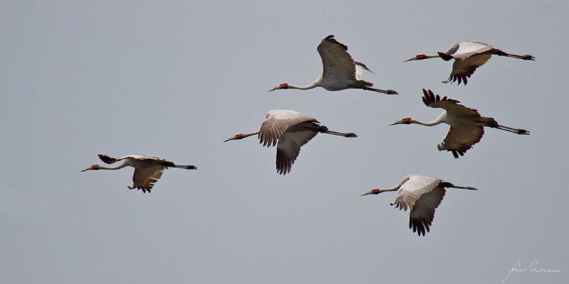 20120915-_MG_9397.jpg - Brolga (Grus rubicundus) - Knuckeys Lagoon, Darwin, NT
