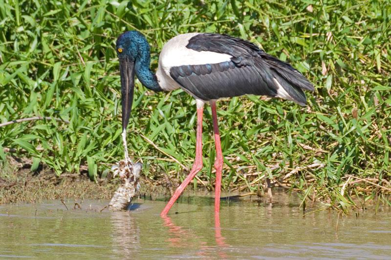 FF194mw.jpg - Jabiru (Ephippiorhynchus asiaticus)  - Corroboree Billabong, Mary River, N.T.