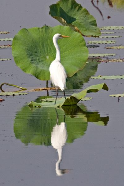FF246mw.jpg - Intermediate Egret (Ardea intermedia) - Fogg Dam, N.T.