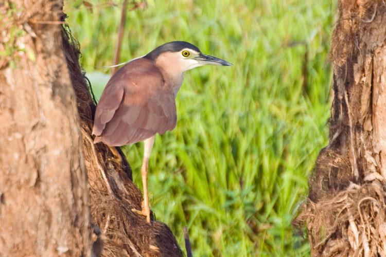 FF256mw.jpg - Nankeen Night Herron (Nycticorax caledonicus) -Corroboree Billabong, Mary River, N.T.