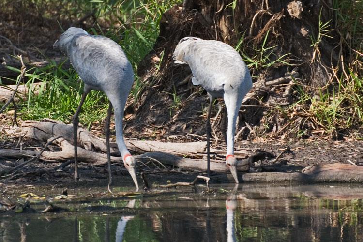 FF263mw.jpg - Brolga (Grus rubicundus) - Corroboree Billabong, Mary River, N.T.