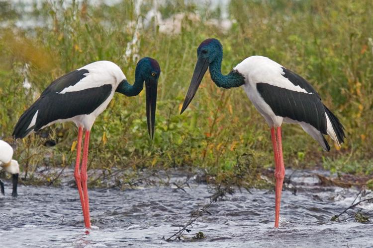 FF344mw.jpg - Jabiru (Ephippiorhynchus asiaticus)  - Fogg Dam, N.T.