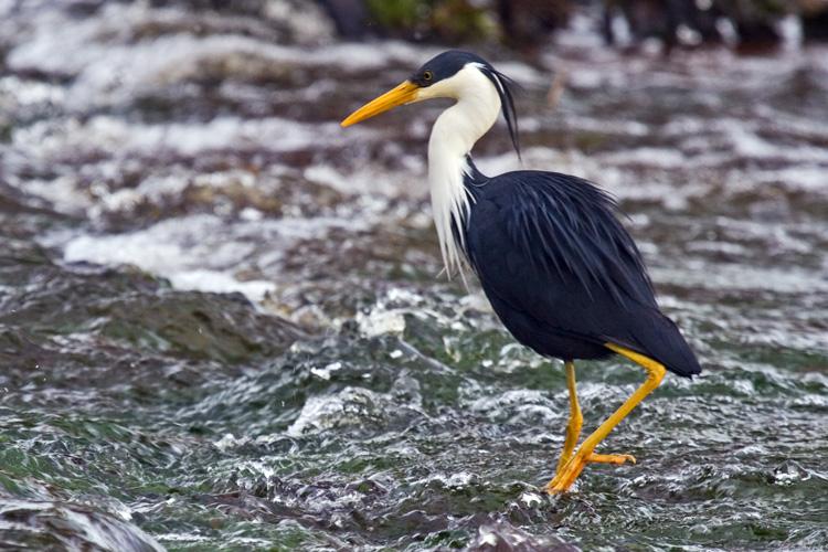 FF346mw.jpg - Pied Heron (Ardea picata) - Fogg Dam, N.T.