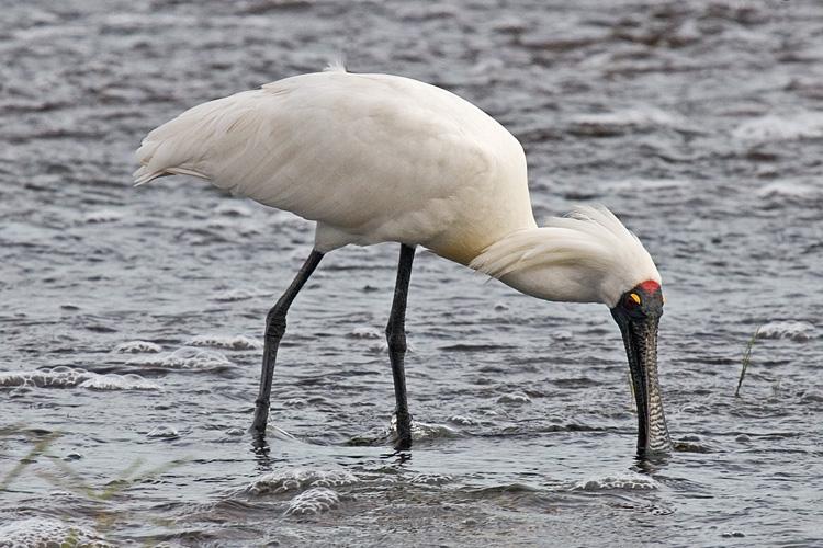 FF347mw.jpg - Royal Spoonbill (Platalea regia) - Fogg Dam, N.T.