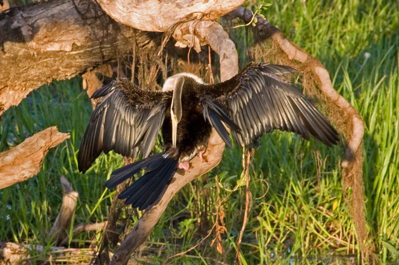 FF376mw.jpg - Darter (Anhinga melanogaster) - Yellow Waters, Kakadu, N.T.