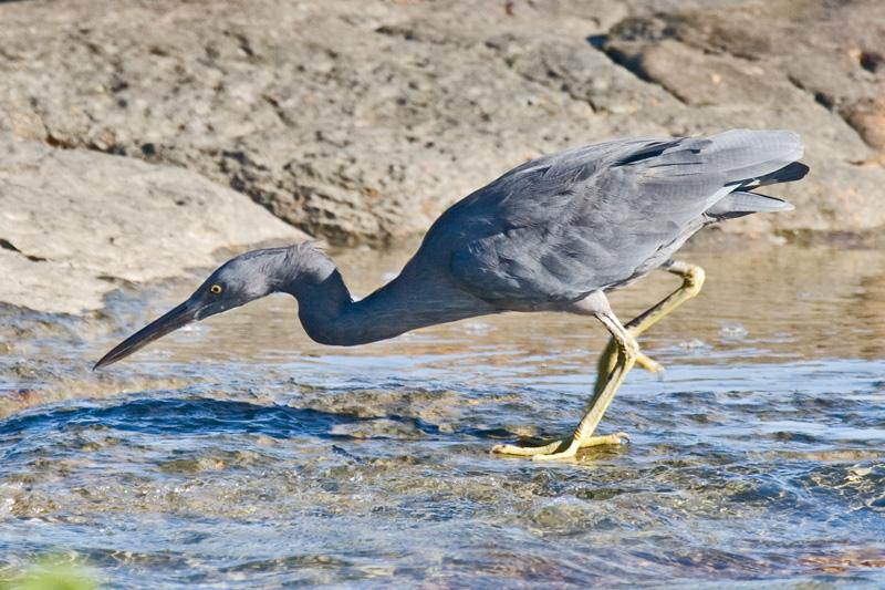 FF394mw.jpg - Eastern Reef Egret (Ardea sacra) - East Point, Darwin, N.T.