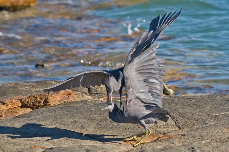 FF395mw.jpg - Fighting Eastern Reef Egrets (Ardea sacra) - East Point, Darwin, N.T.