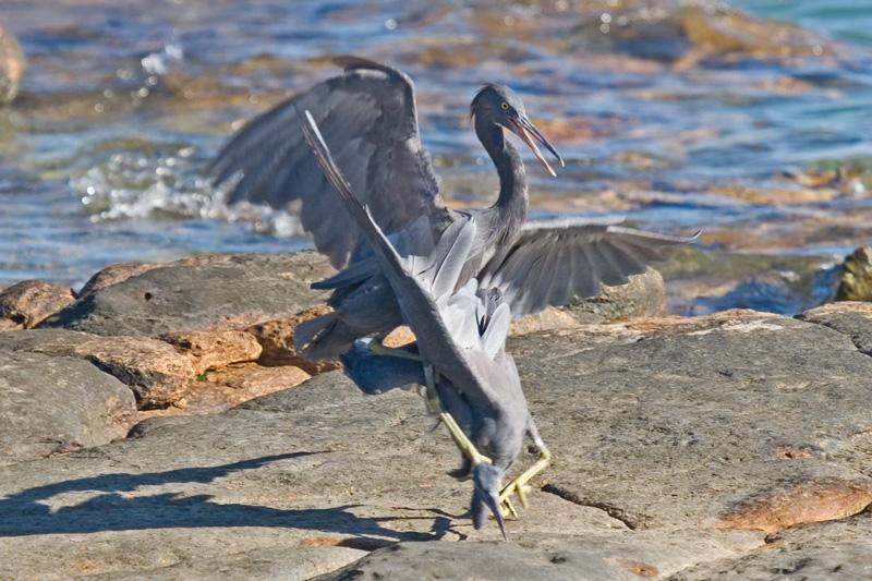 FF397mw.jpg - Fighting Eastern Reef Egrets (Ardea sacra) - East Point, Darwin, N.T.