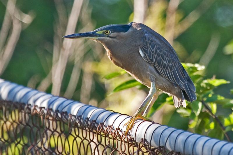 FF418mw.jpg - Striated Heron (Butorides striatus) - East Point, Darwin N.T.