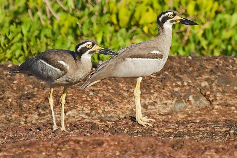 FF419mw.jpg - Beach Stone Curlew (Esacus neglectus) - East Point, Darwin, N.T.