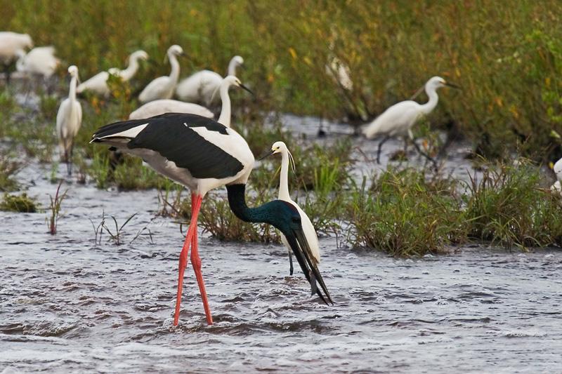 IMG_0501mw.jpg - Jabiru (Ephippiorhynchus asiaticus) - Fogg Dam, Humpty Doo