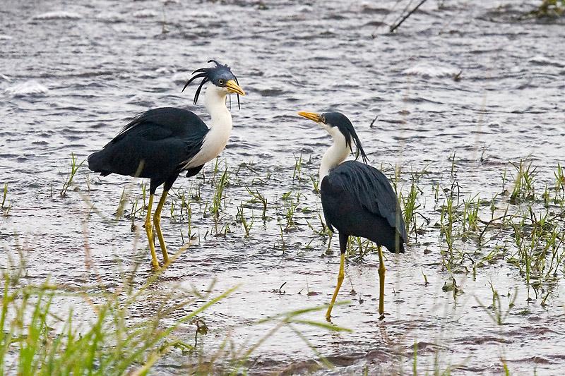 IMG_0512mw.jpg - Pied Heron (Ardea picata) - Fogg Dam, Humpty Doo