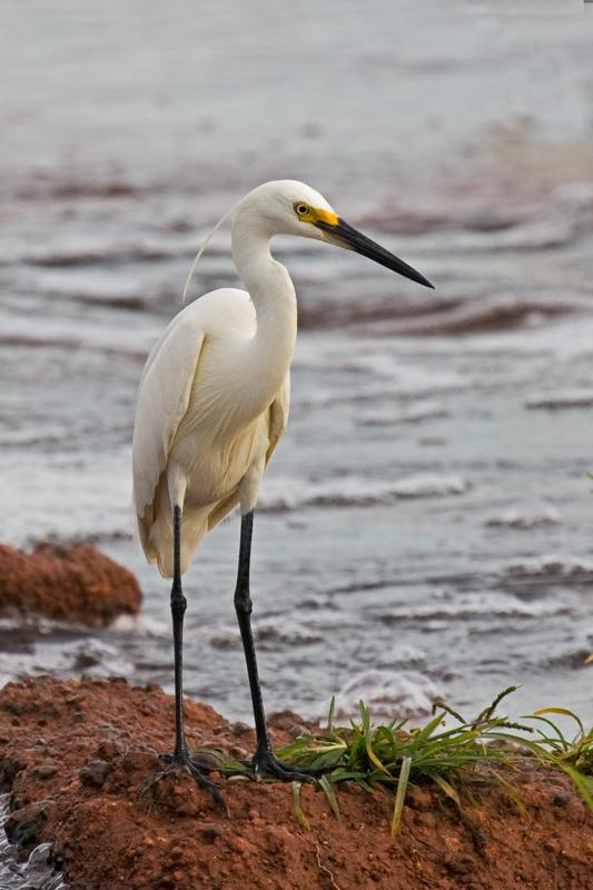 IMG_0534mw.jpg - Little Egret (Egretta garzetta) - Fogg Dam, Humpty Doo