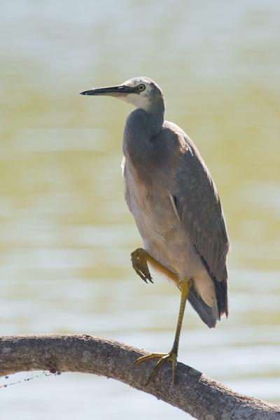 IMG_3578mw.jpg - White Faced Heron (Egretta novaehallandiae) - Rum Jungle Lake, Batchelor