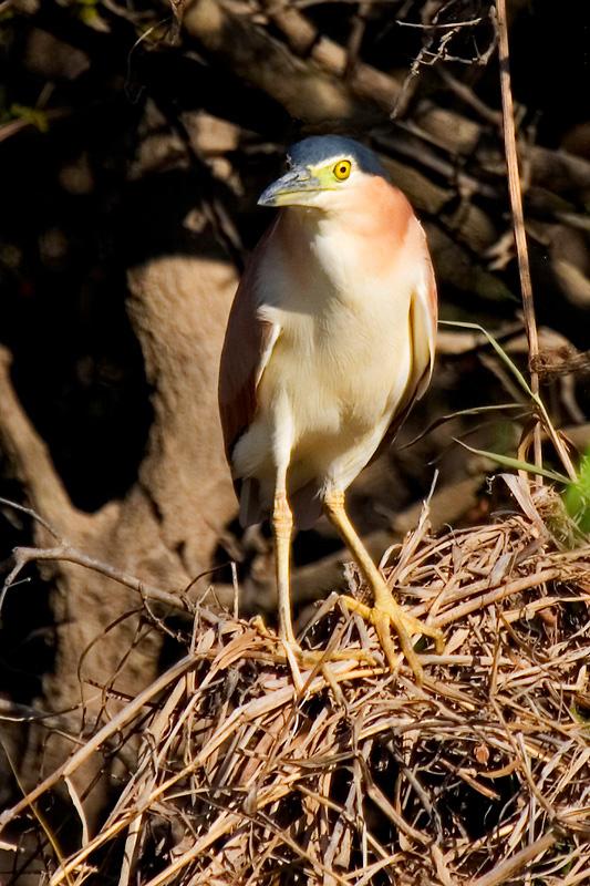 IMG_4135mw.jpg - Nankeen Night Herron (Nycticorax caledonicus) -Corroboree Billabong, Mary River, N.T.