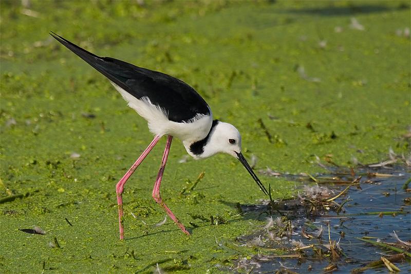 IMG_4920mw.jpg - Black-winged Stilt (Himantopus himantopus) - Leanyer Sewerage Ponds, Darwin, NT